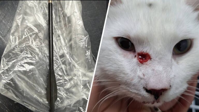 Katten ernstig verwond na kruisboogaanval: darmbeschadiging en pijl in hoofd. Katten ernstig verwond na kruisboogaanval: darmbeschadiging en pijl in hoofd.