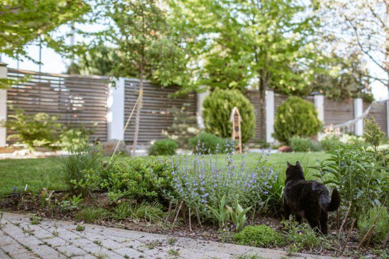 Tips voor het creëren van meer comfort en schaduw in je tuin A black cat walks through a lush garden.